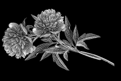 flower-102