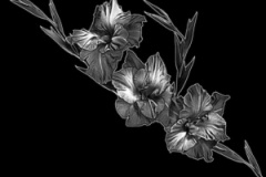 flower-103