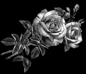 flower-105