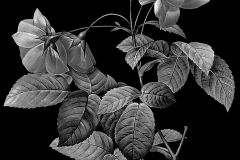 flower-11