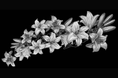 flower-2