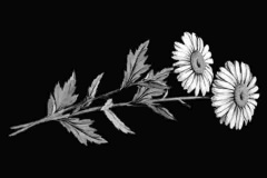flower-23