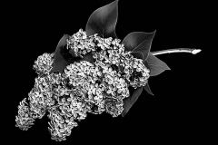 flower-38