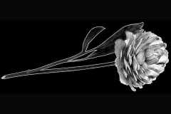 flower-4