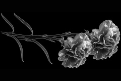 flower-41