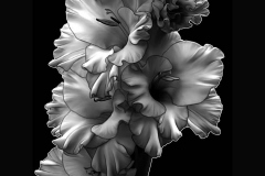 flower-42