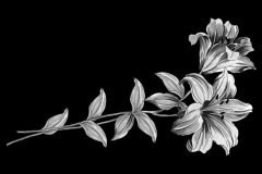 flower-43