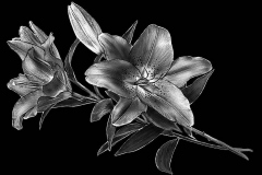 flower-46