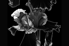 flower-49