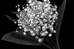 flower-50