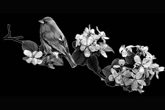 flower-61