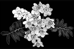 flower-62
