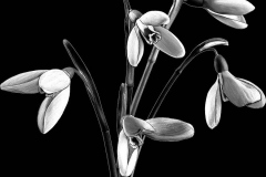 flower-69