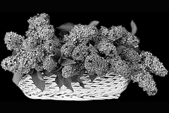 flower-84