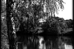 nature-10