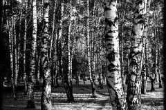 nature-11