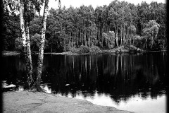 nature-12