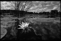 nature-14
