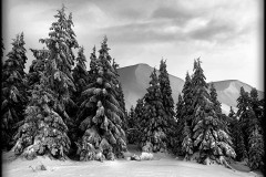 nature-23