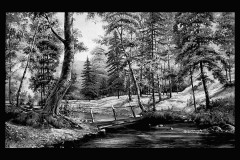 nature-33