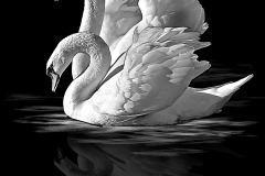 5956a02af170a_.jpg.d2cf0cbcb2d6e9193788934df7952ce2