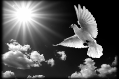 pigeon in the sky